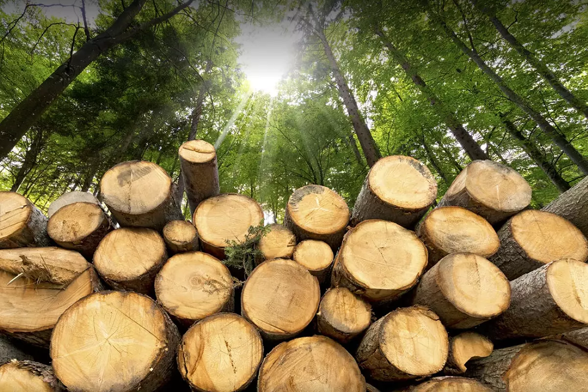 real natural wood for led lamp